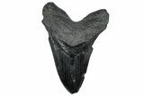 Bargain, Fossil Megalodon Tooth - South Carolina #299441-1